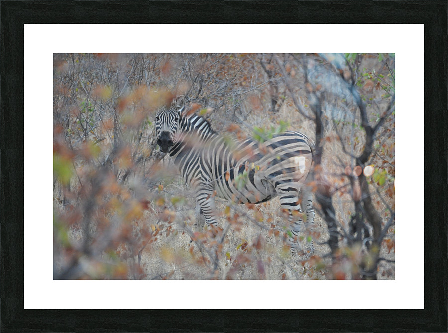 Zebra Ghost Picture Frame print
