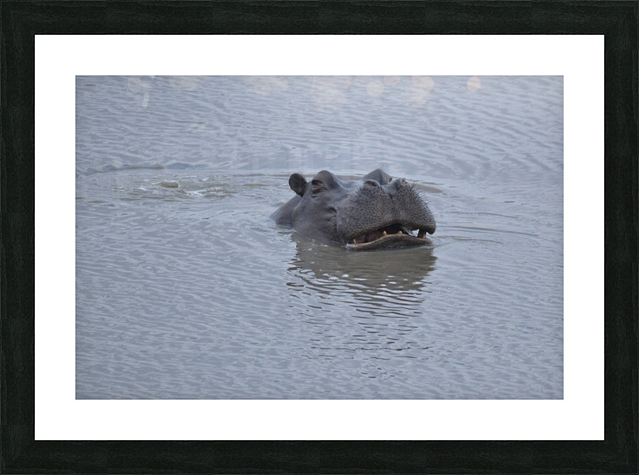 Mischievous Hippo Picture Frame print