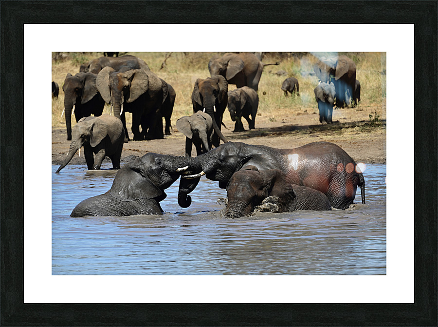 Adolescent Elephants Tussling Picture Frame print