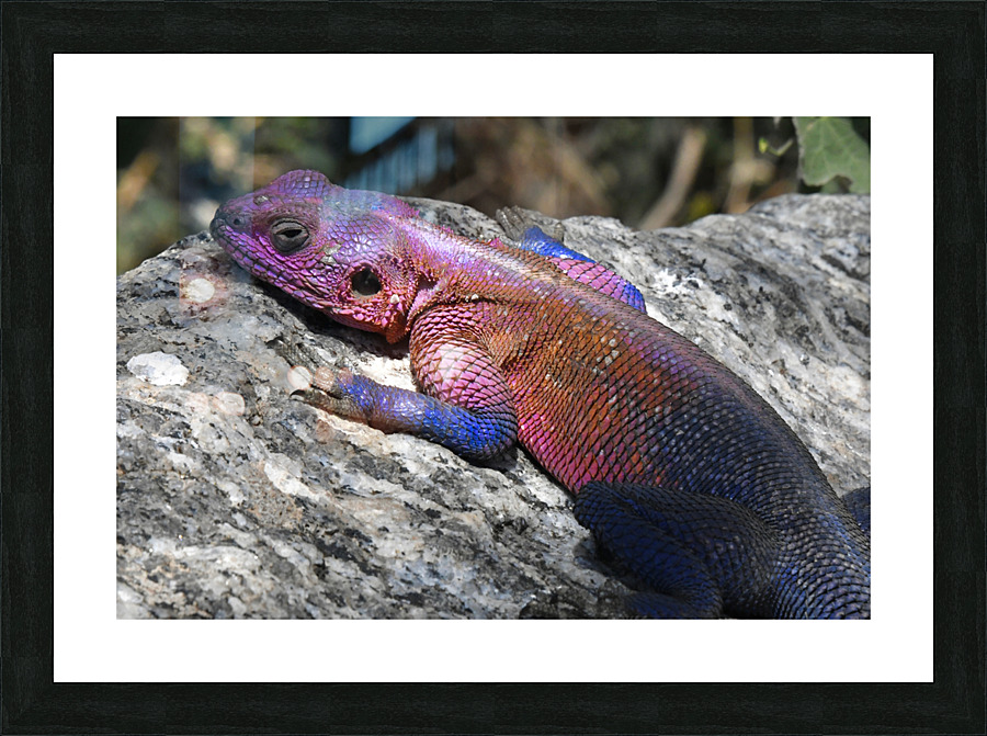Agama Lizard Picture Frame print
