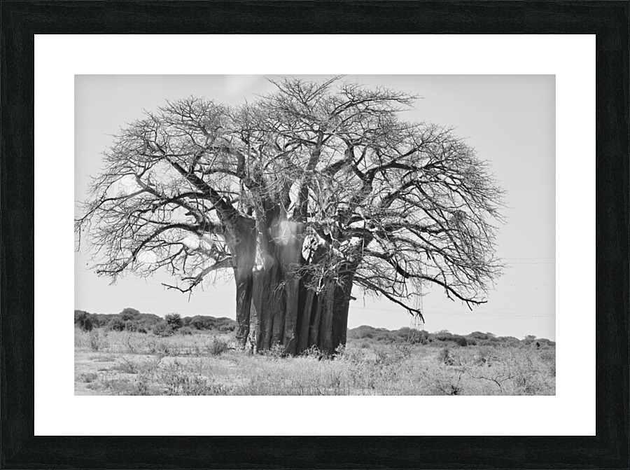 Baobab Tree BW Picture Frame print