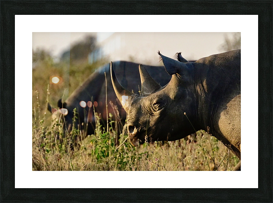 Black Rhino Close Up Picture Frame print