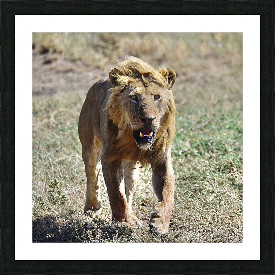 Baba Simba on the Move Picture Frame print
