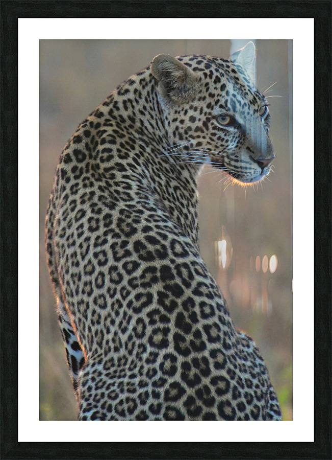 Leopard Portrait Picture Frame print