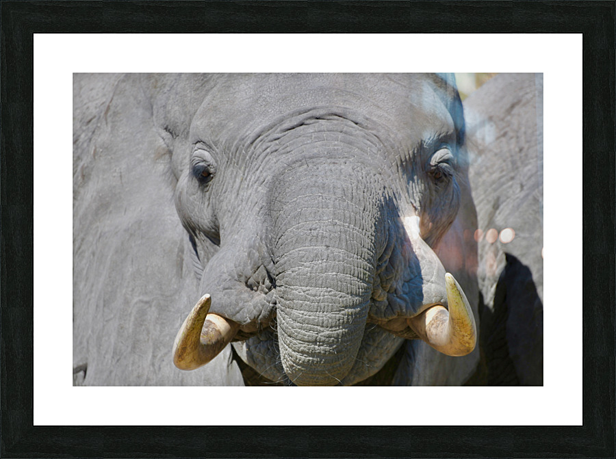 Young Elephant Head On Picture Frame print