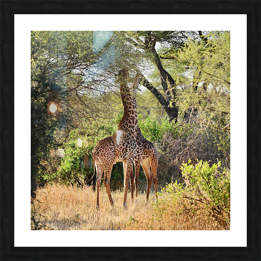 Stereo Giraffes Picture Frame print