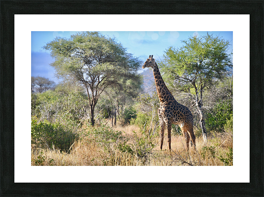 Noble Giraffe Picture Frame print
