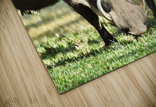 Wart Hogs Grazing Tom Fritz puzzle