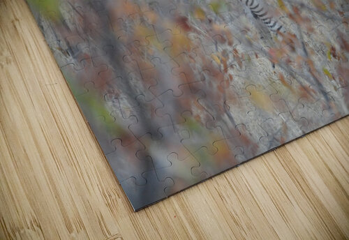 Zebra Ghost Tom Fritz puzzle