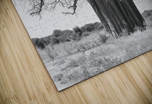 Baobab Tree BW Tom Fritz puzzle