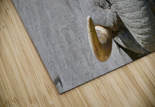 Young Elephant Head On Tom Fritz puzzle