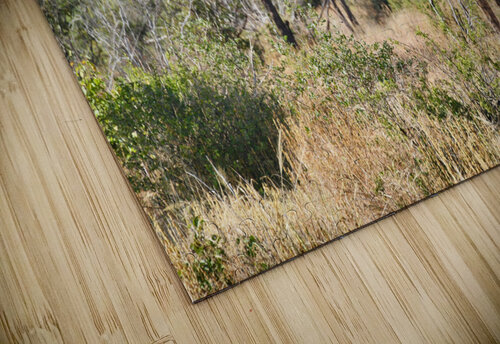 Noble Giraffe Tom Fritz puzzle