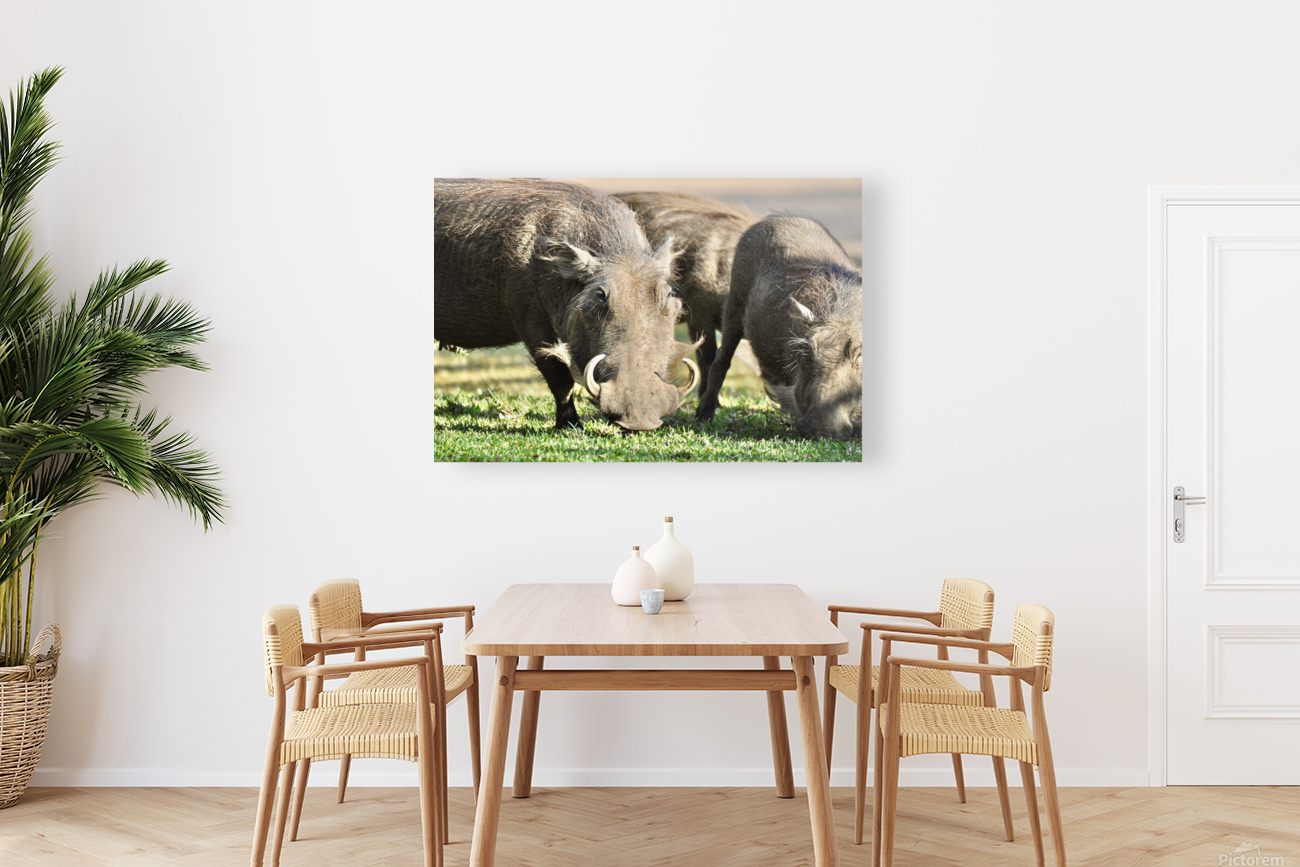 Wart Hogs Grazing Reproduction