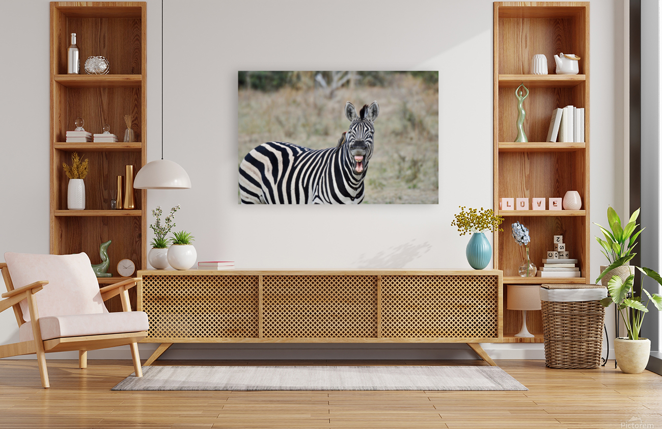 Funny Zebra Reproduction