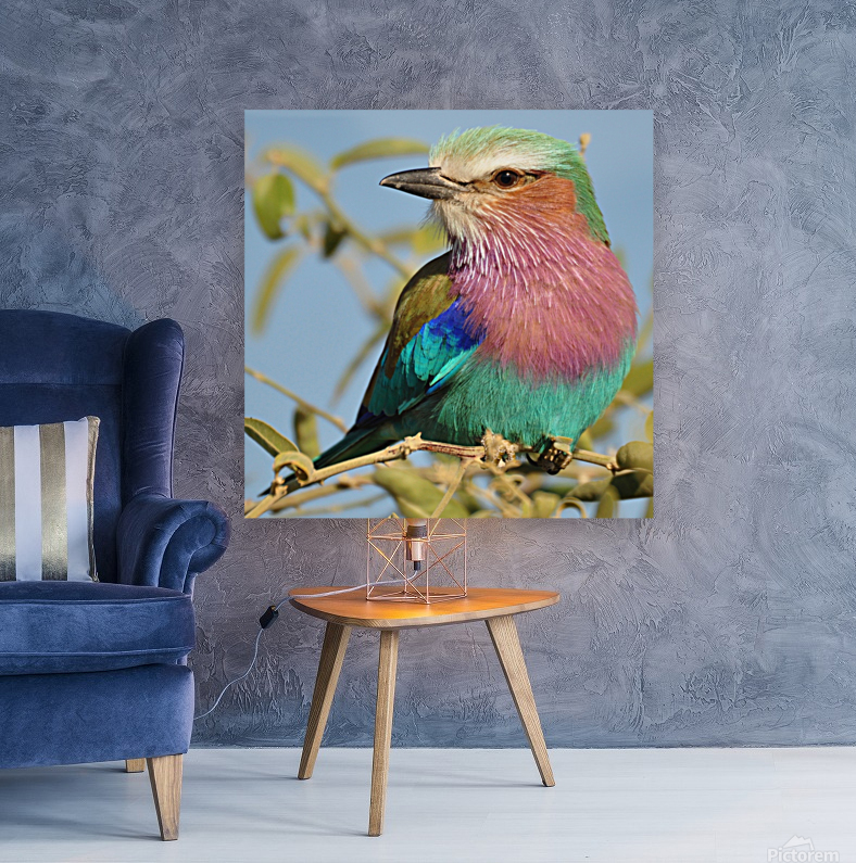 Lilac Breasted Roller Close Up Reproduction