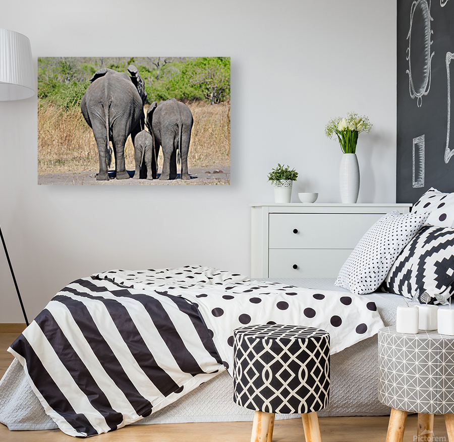 Elephant Generations Reproduction