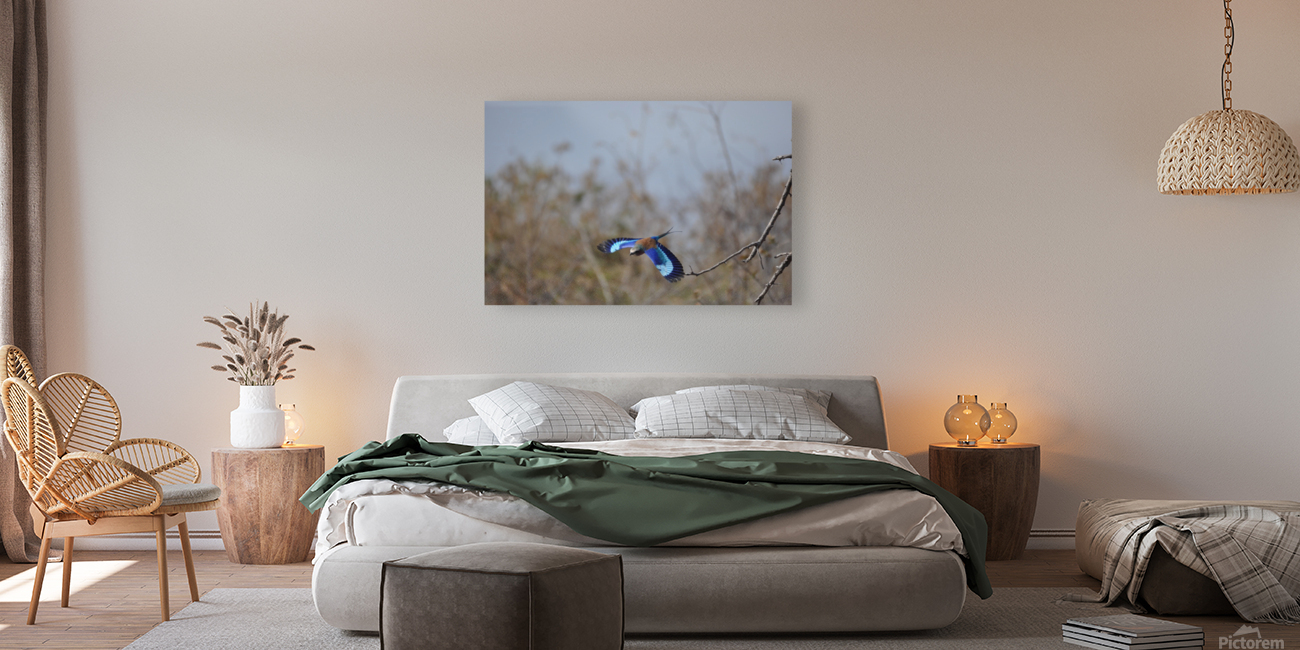 Diving Lilac Breasted Roller Reproduction