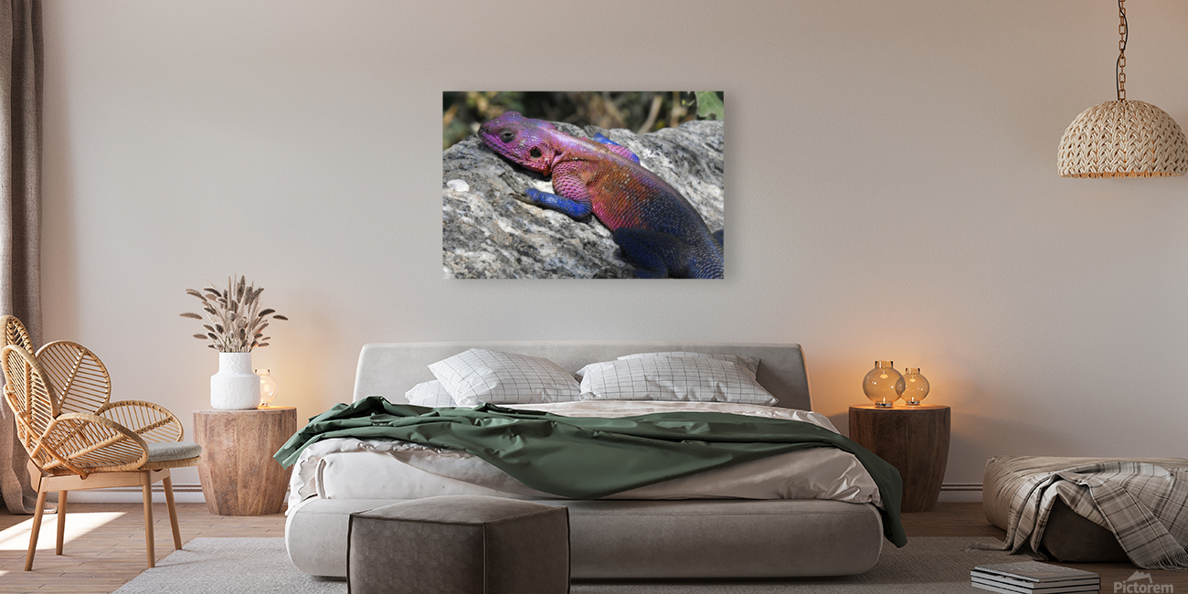 Agama Lizard Reproduction