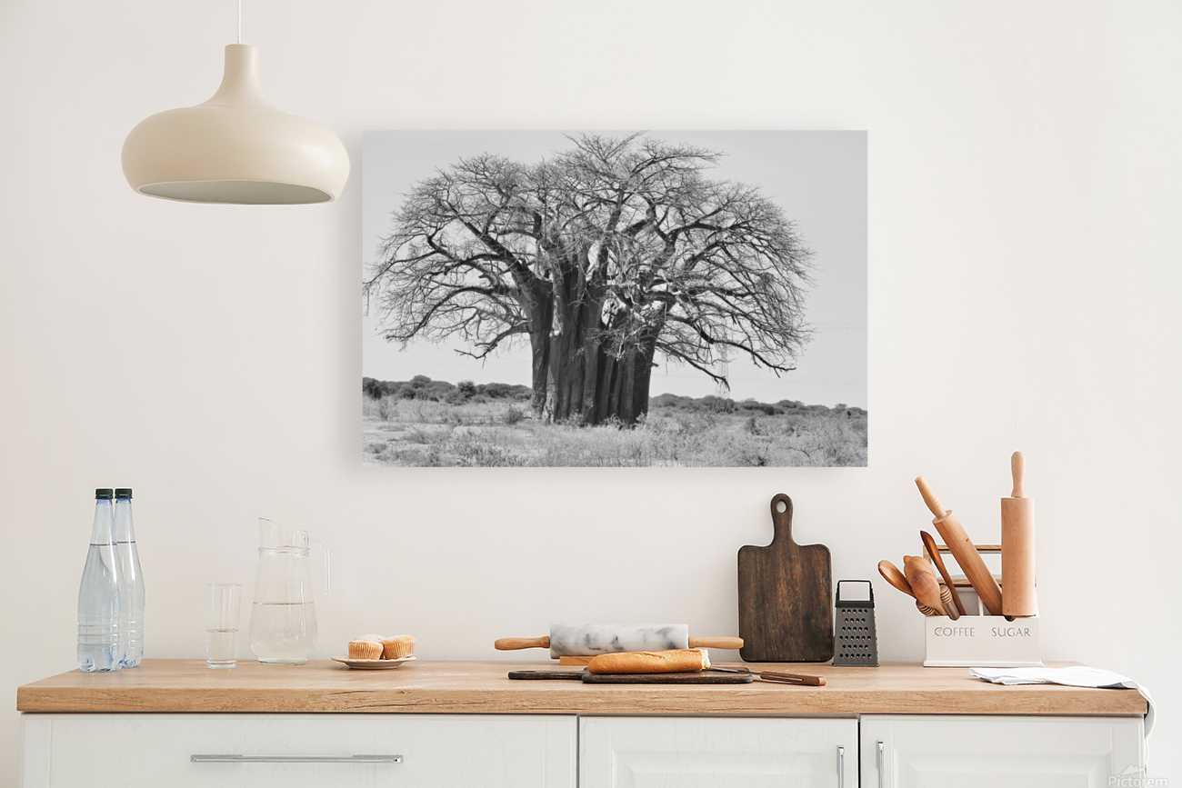 Baobab Tree BW Reproduction