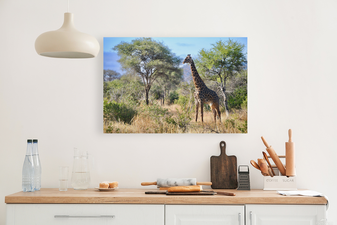 Noble Giraffe Reproduction