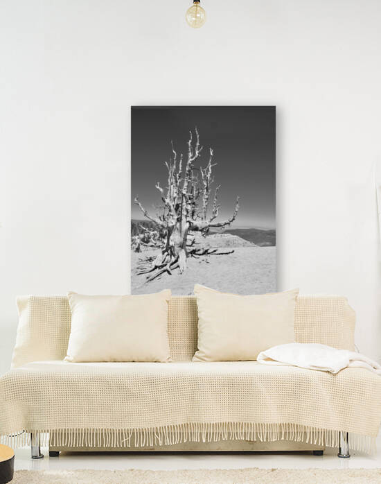 Cedar Breaks Black and White Lone Bristlecone by Tom Fritz