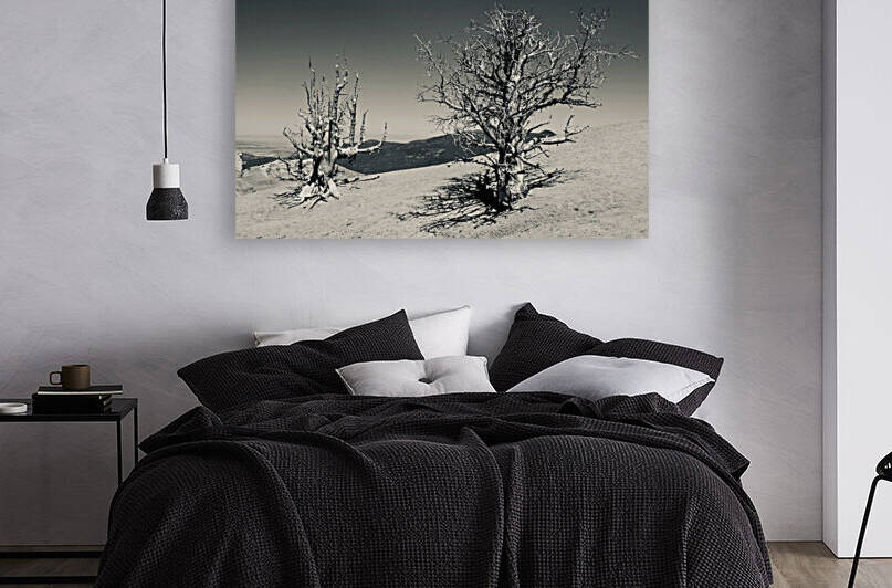 Bristlecone Bones Black and White by Tom Fritz