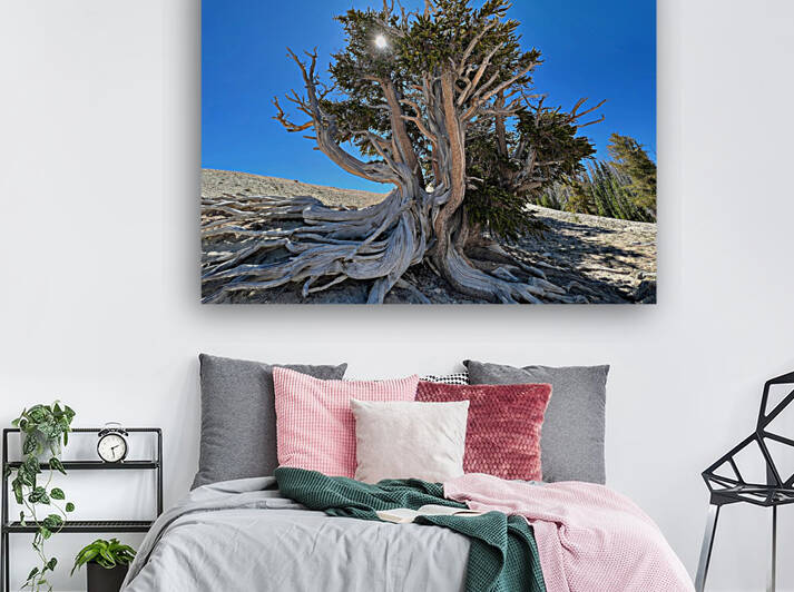 Bristlecone Silhouette by Tom Fritz