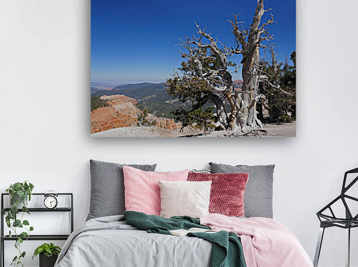 Cedar Breaks Grand Daddy Bristlecone by Tom Fritz