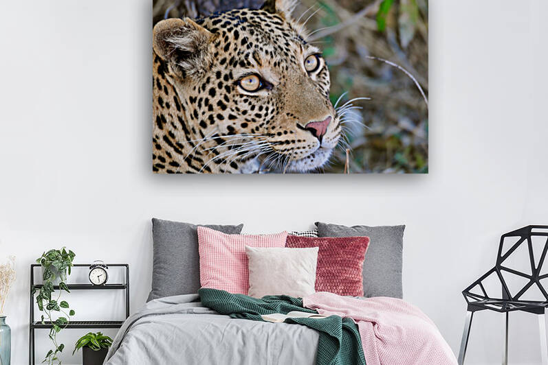 Lovely Leopard by Tom Fritz