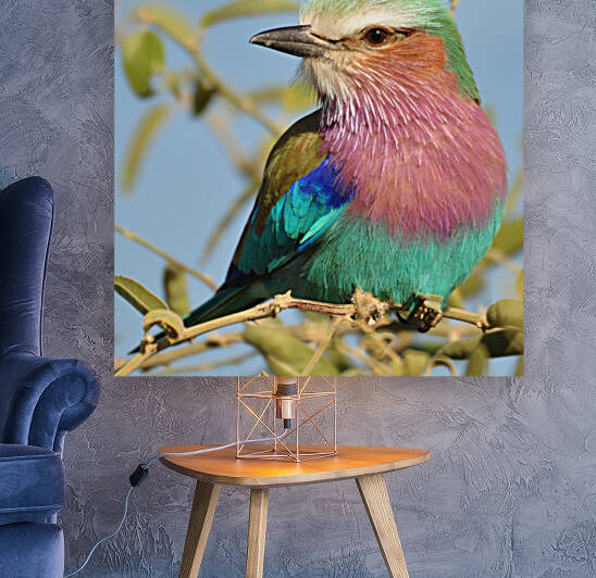 Lilac Breasted Roller Close Up Reproduction