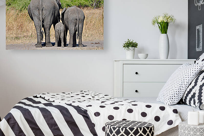Elephant Generations Reproduction