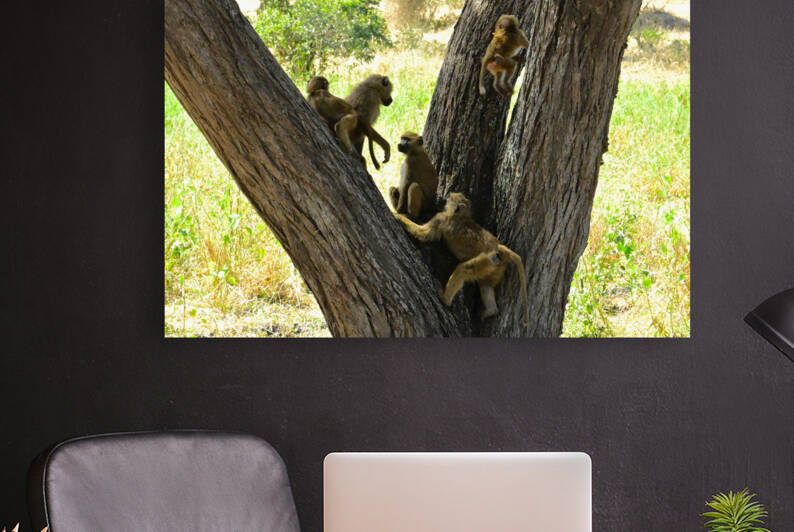 Baboons Frollicking in Tree by Tom Fritz