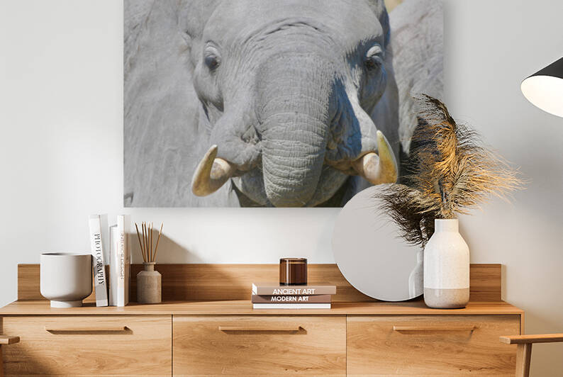 Young Elephant Head On Reproduction