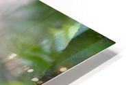 Champanzee through forest HD Metal print