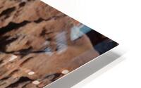 Cedar Breaks Marmot HD Metal print