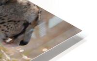 Cheatah Moma HD Metal print
