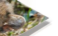 Cheatah Cub HD Metal print