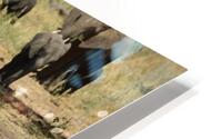 Adolescent Elephants Tussling HD Metal print