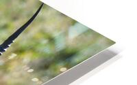 Handsome Impalla HD Metal print