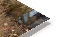 Leaping Impala HD Metal print