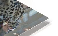 Leopard Portrait HD Metal print