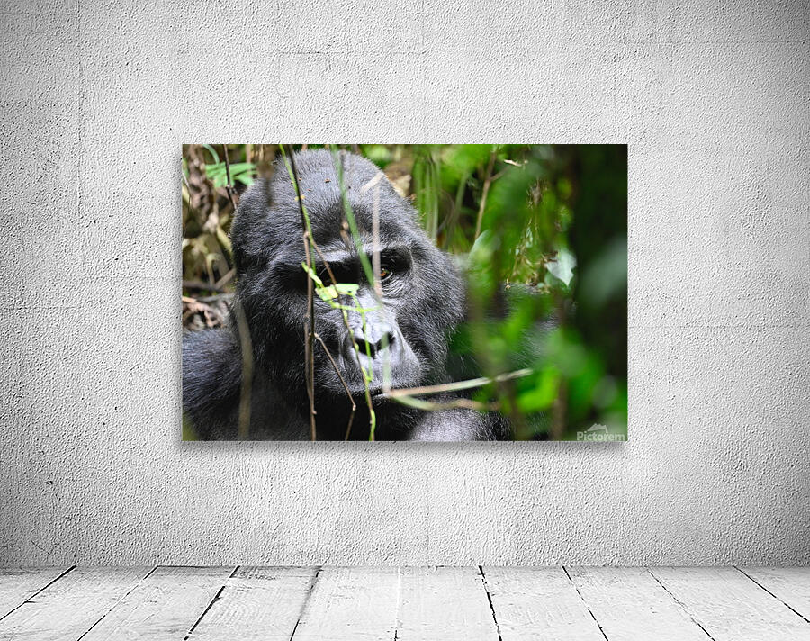 Blackback Gorilla Through Forest Wall Preview