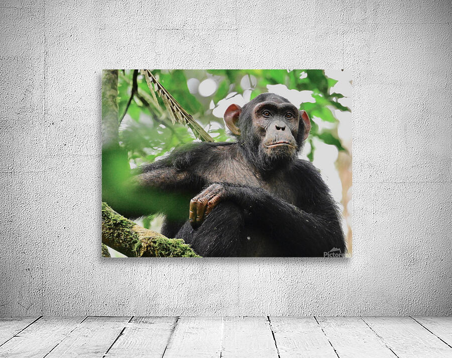 Contemplative Chimpanzee Wall Preview