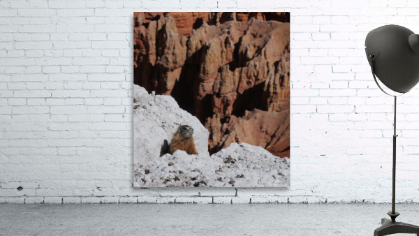 Cedar Breaks Marmot Wall Preview