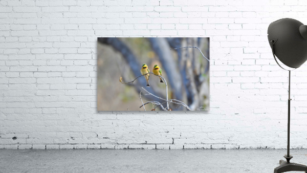 Swallow Tailed Bee Eater Couple Wall Preview