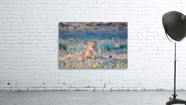 Cheatah at Sunset Wall Preview
