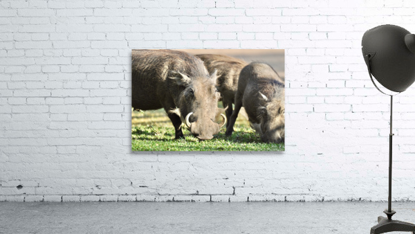 Wart Hogs Grazing Wall Preview