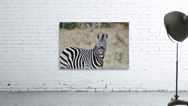Funny Zebra Wall Preview