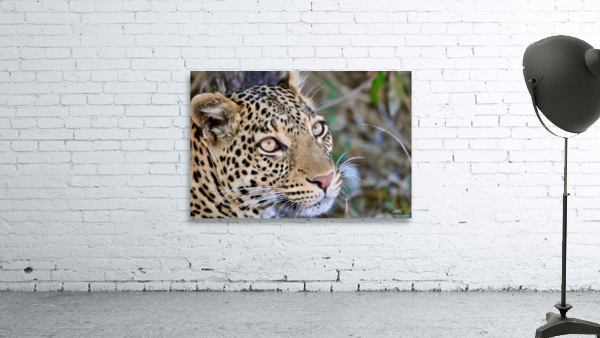 Lovely Leopard Wall Preview