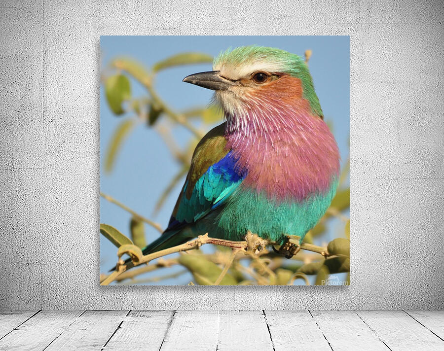Lilac Breasted Roller Close Up Wall Preview